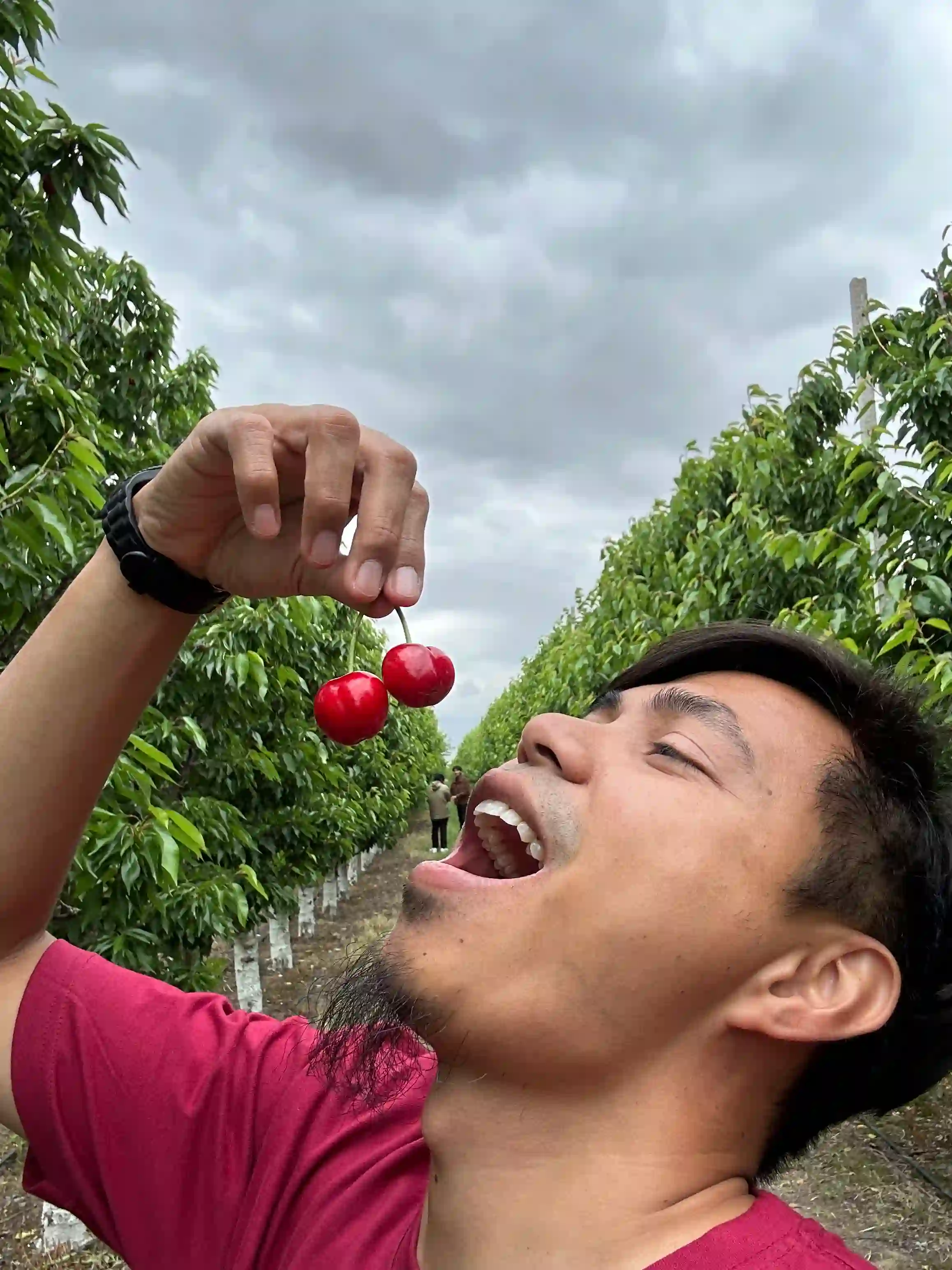 Ladang Cherry Uzbekistan