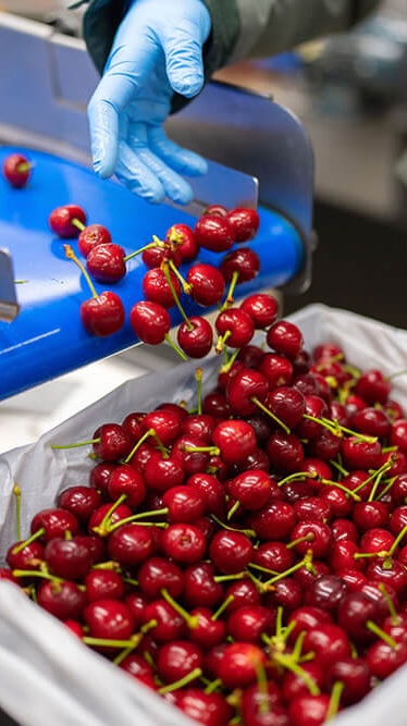 Packing cherry