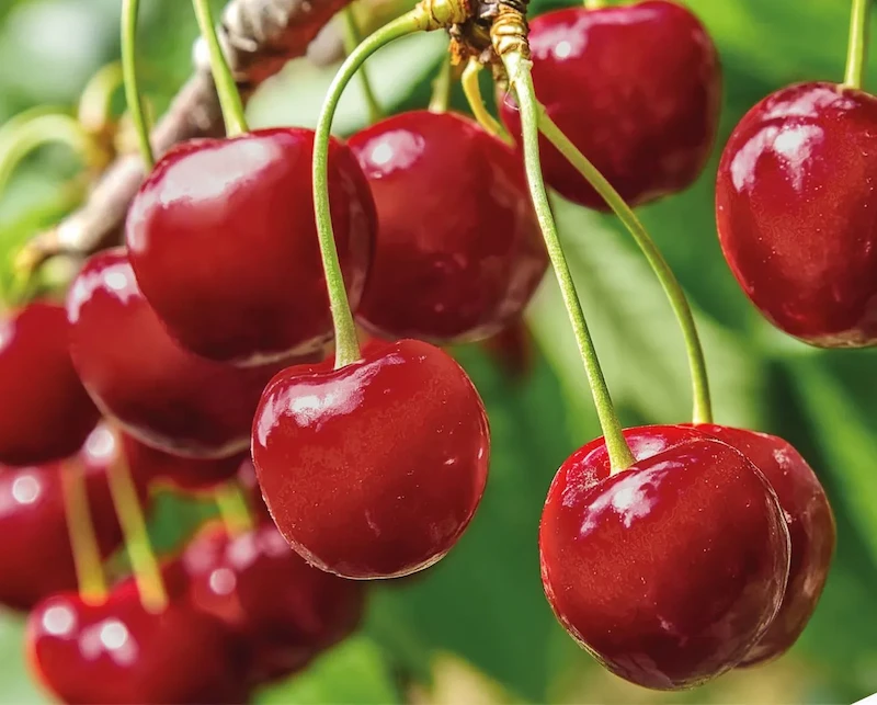 Cherry Uzbekistan Premium